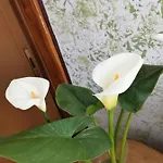 Appartement Hamboula