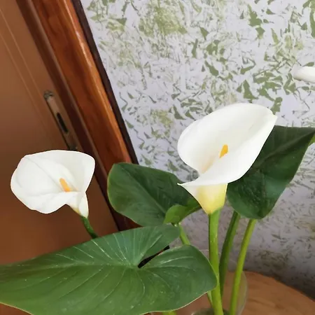 Apartment Hamboula